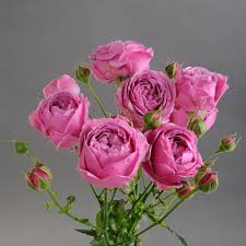 Pink Roses